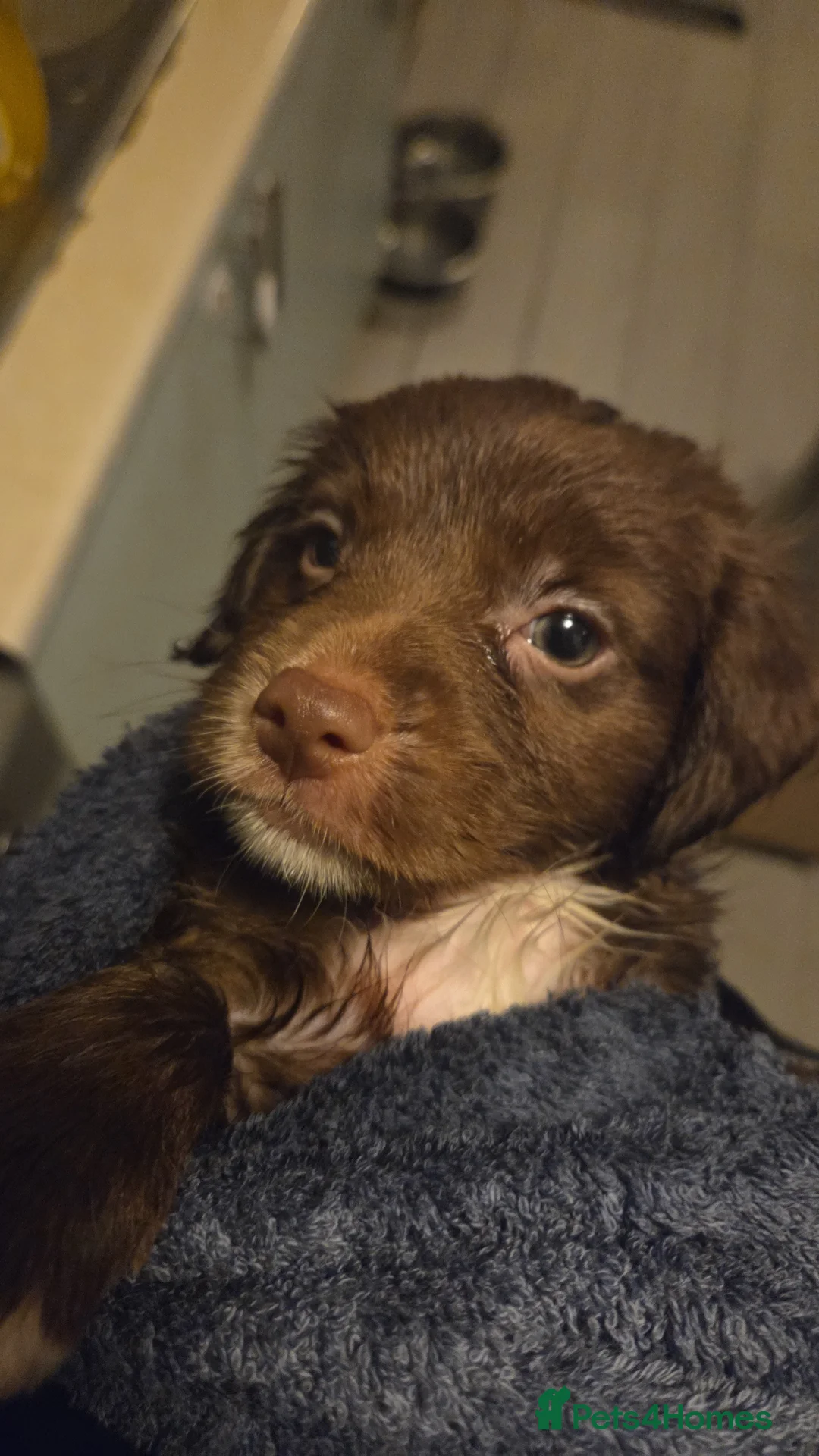 Cockapoo dogs for sale: Cockapoo puppies  - Advert 16