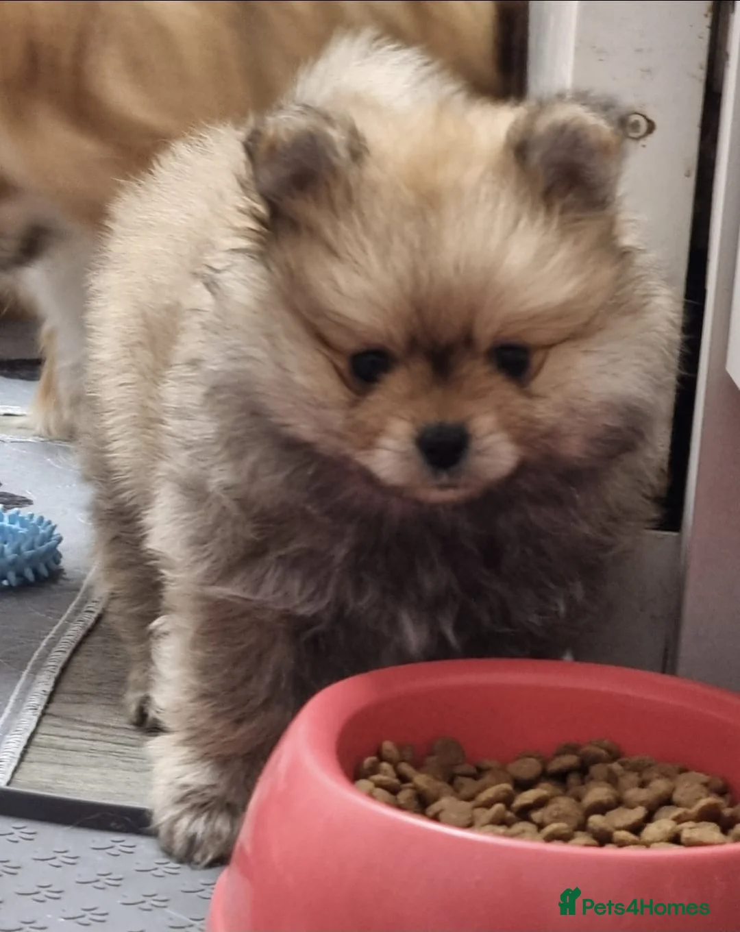 Pomeranian dogs for sale: GORGEOUS POMERANIAN PUPPIES!! 🐶🐶🐶 - Advert 12