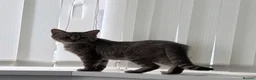 British Shorthair cats for sale: golden british shorthair kitten  - Advert 7