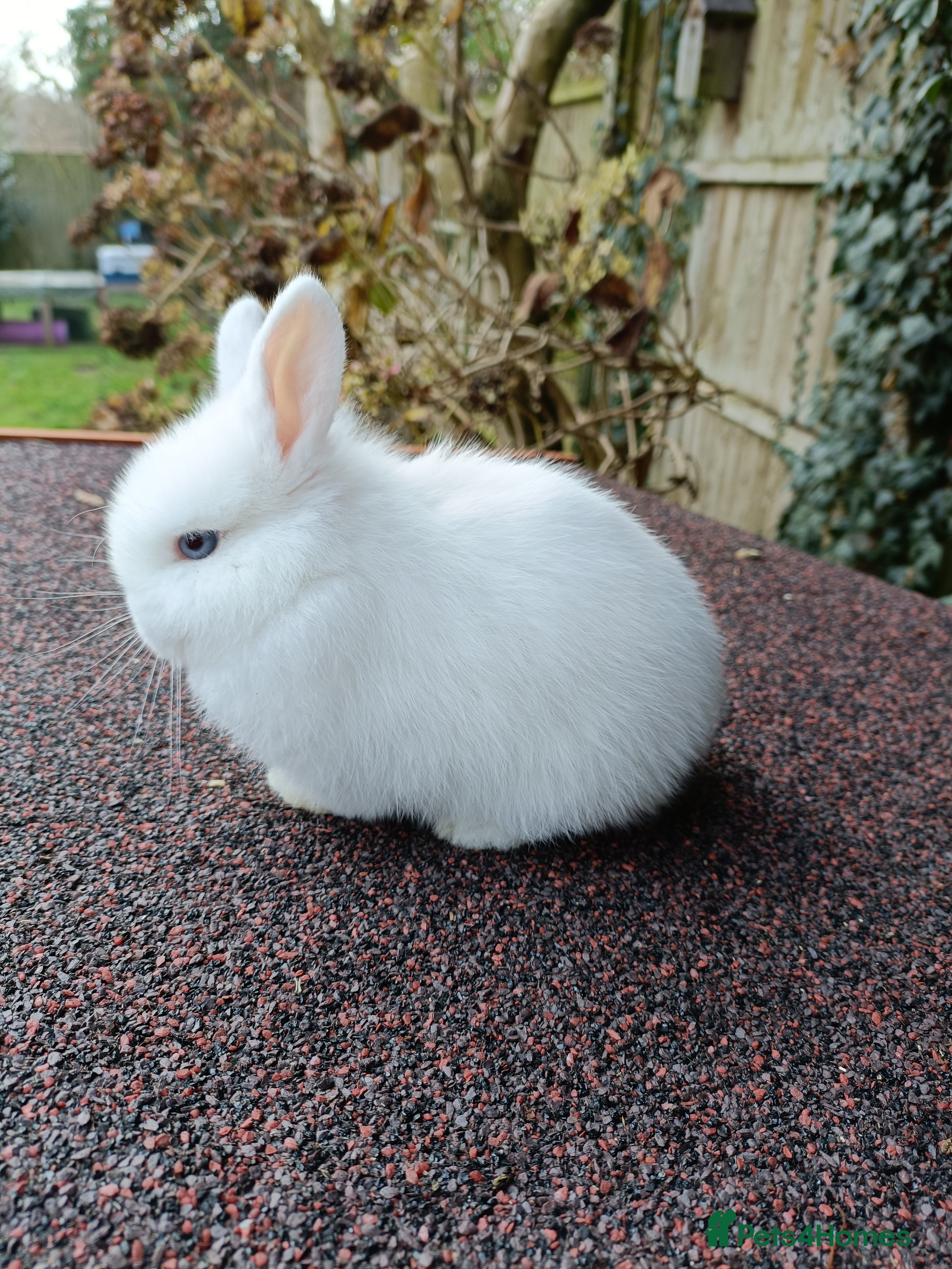 Mini Lop rabbits Pure-bred mini lop baby - Advert 5
