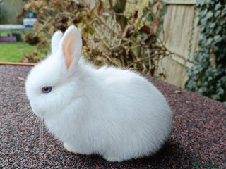 Mini Lop rabbits Pure-bred mini lop baby - Advert 5