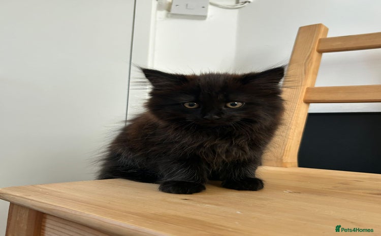 Mixed Breed cats - Advert 5