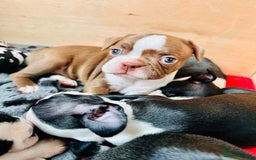 Boston Terrier dogs for sale: Beautiful Chunky KC Boston Terrier Puppies - Image 3