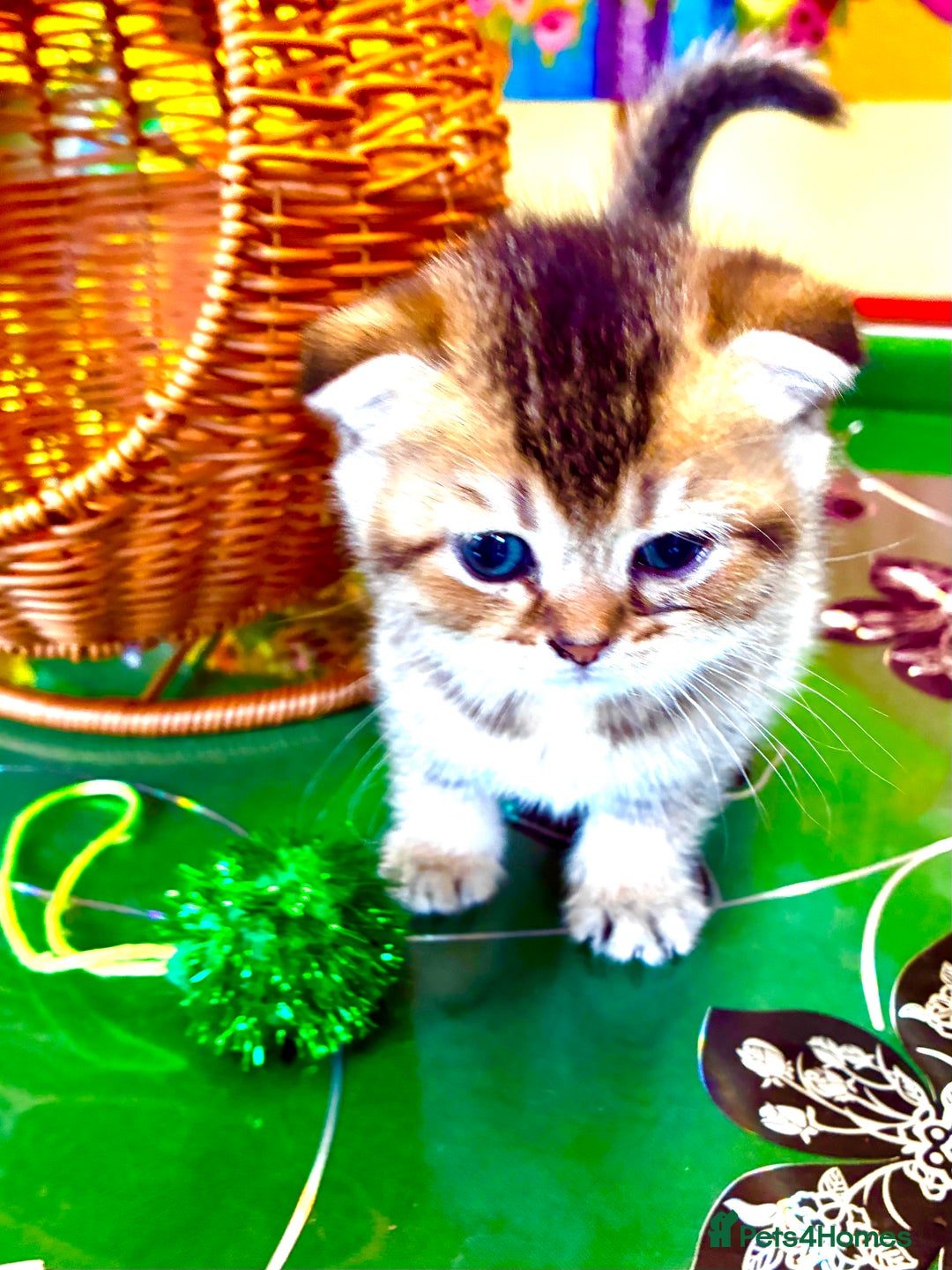 Scottish Fold cats for sale: 5 Scottish Fold Kittens for sale - Advert 9