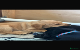 Labrador Retriever dogs for sale: KC reg Labrador pups - Image 2