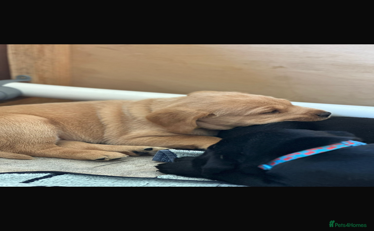 Labrador Retriever dogs - Advert 1