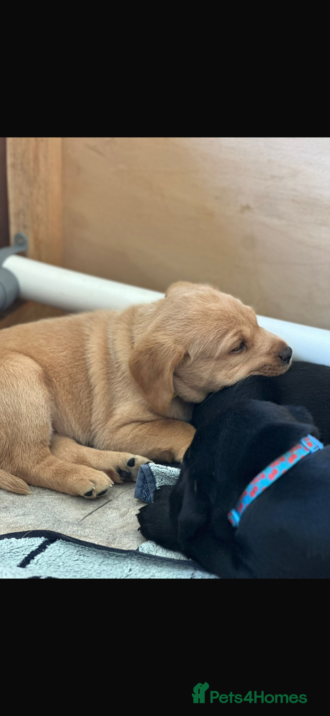 Labrador Retriever dogs for sale: KC reg Labrador pups - Image 2