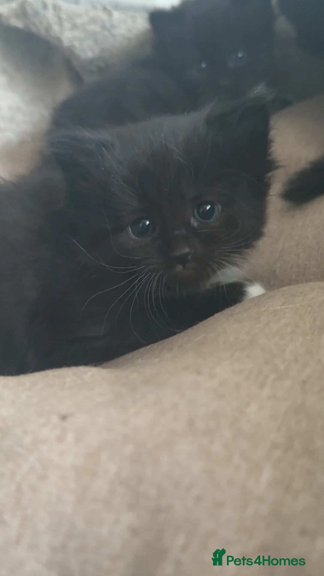 Mixed Breed cats for sale: BEAUTIFUL KITTENS FOR SALE - Advert 2