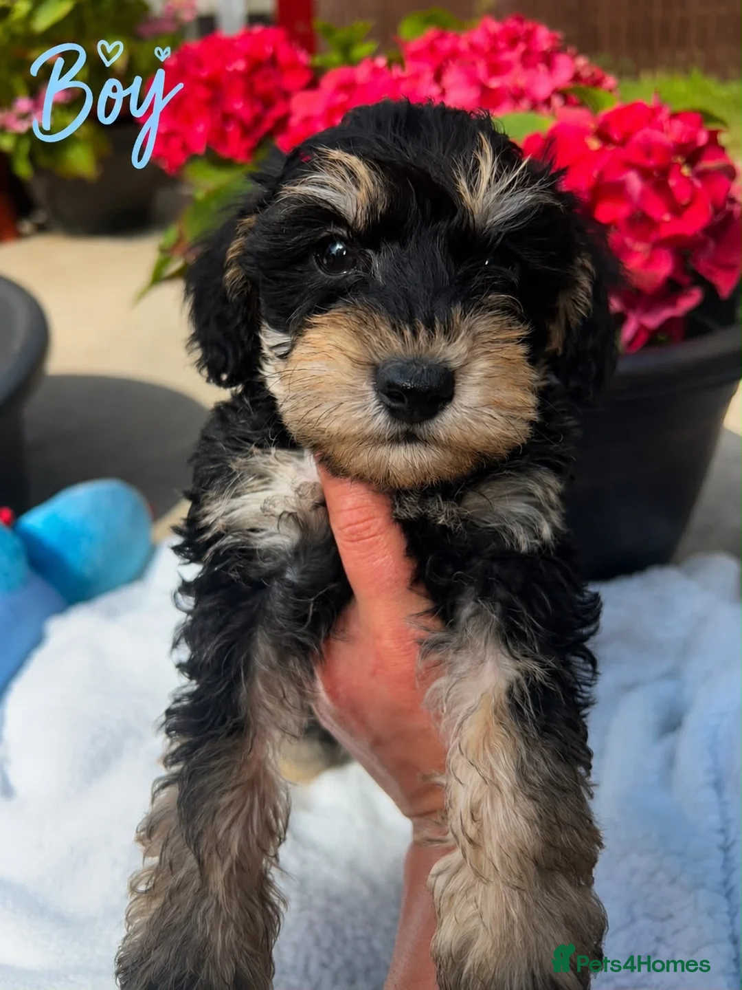 Schnoodle dogs for sale: Schnoodles - Advert 2