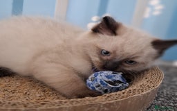 Ragdoll cats for sale: Beautiful Ragdolls 4 boys and 2 girls  - Image 6