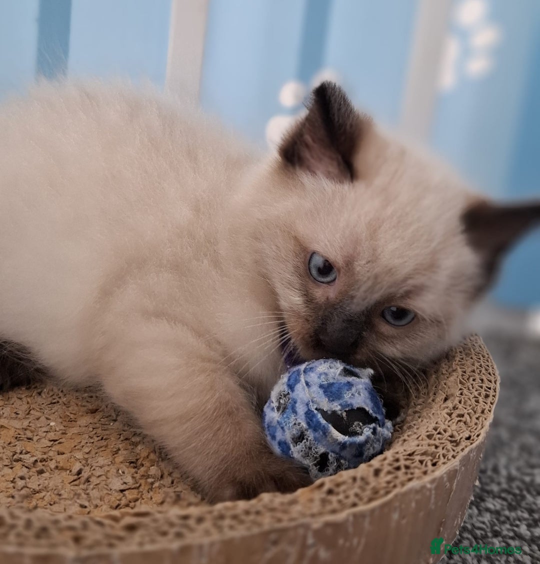 Ragdoll cats for sale: Beautiful Ragdolls 4 boys and 2 girls  - Image 6