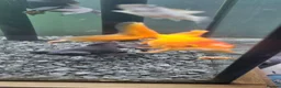 Fancy Goldfish fish for sale: Baby fancy gold fish/black moors in Hounslow - Advert 3