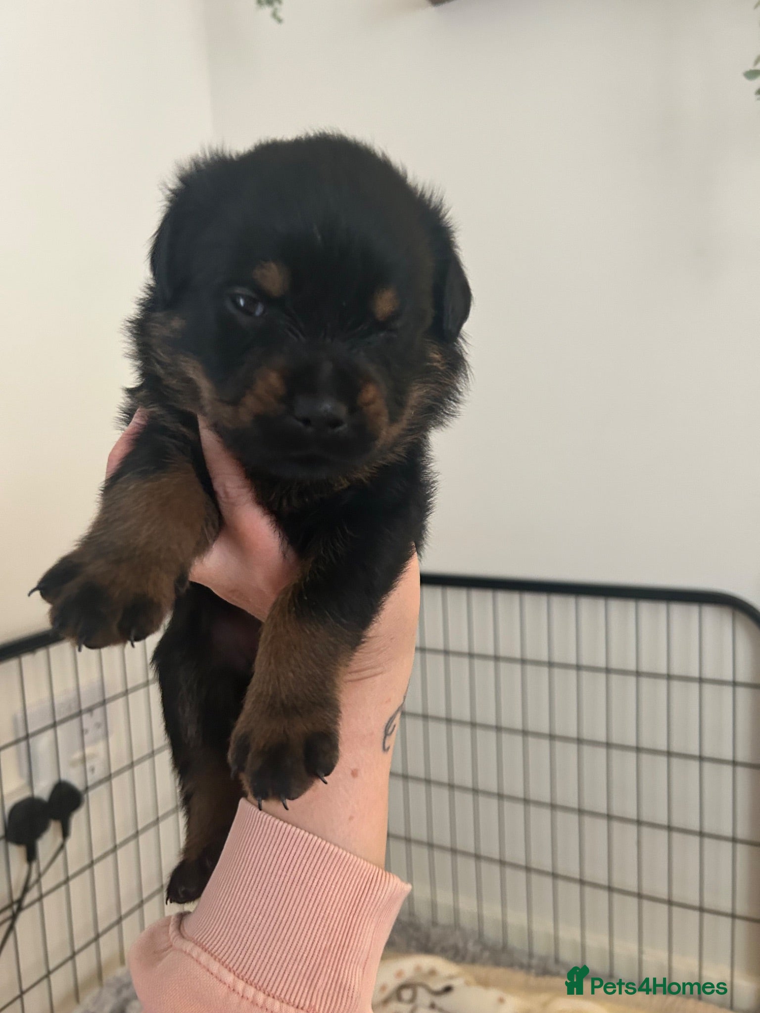 Rottweiler dogs Just one girl looking for her forever home now  - Advert 1