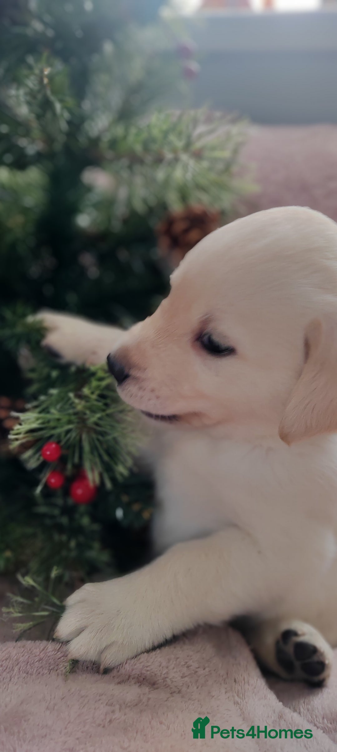 Goldador dogs for sale: Gorgeous Goldador puppies - Advert 10