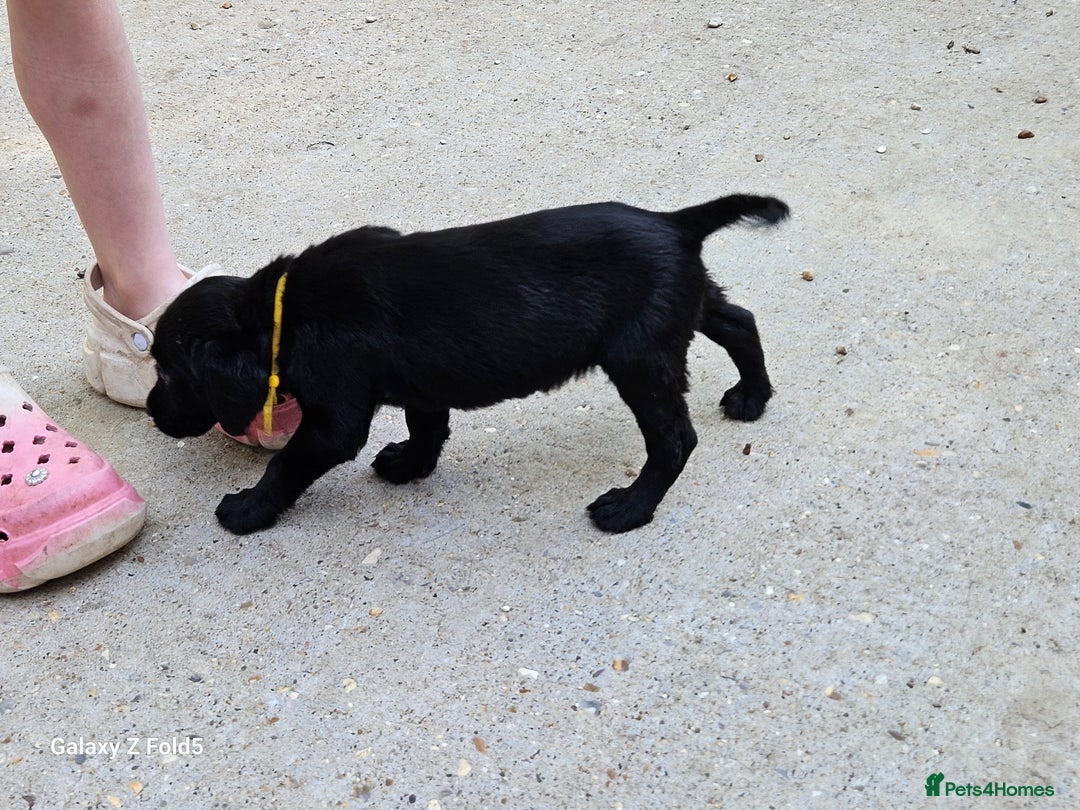 Labrador Retriever dogs for sale: Stunning litter Both Parents Health Tested - Image 21