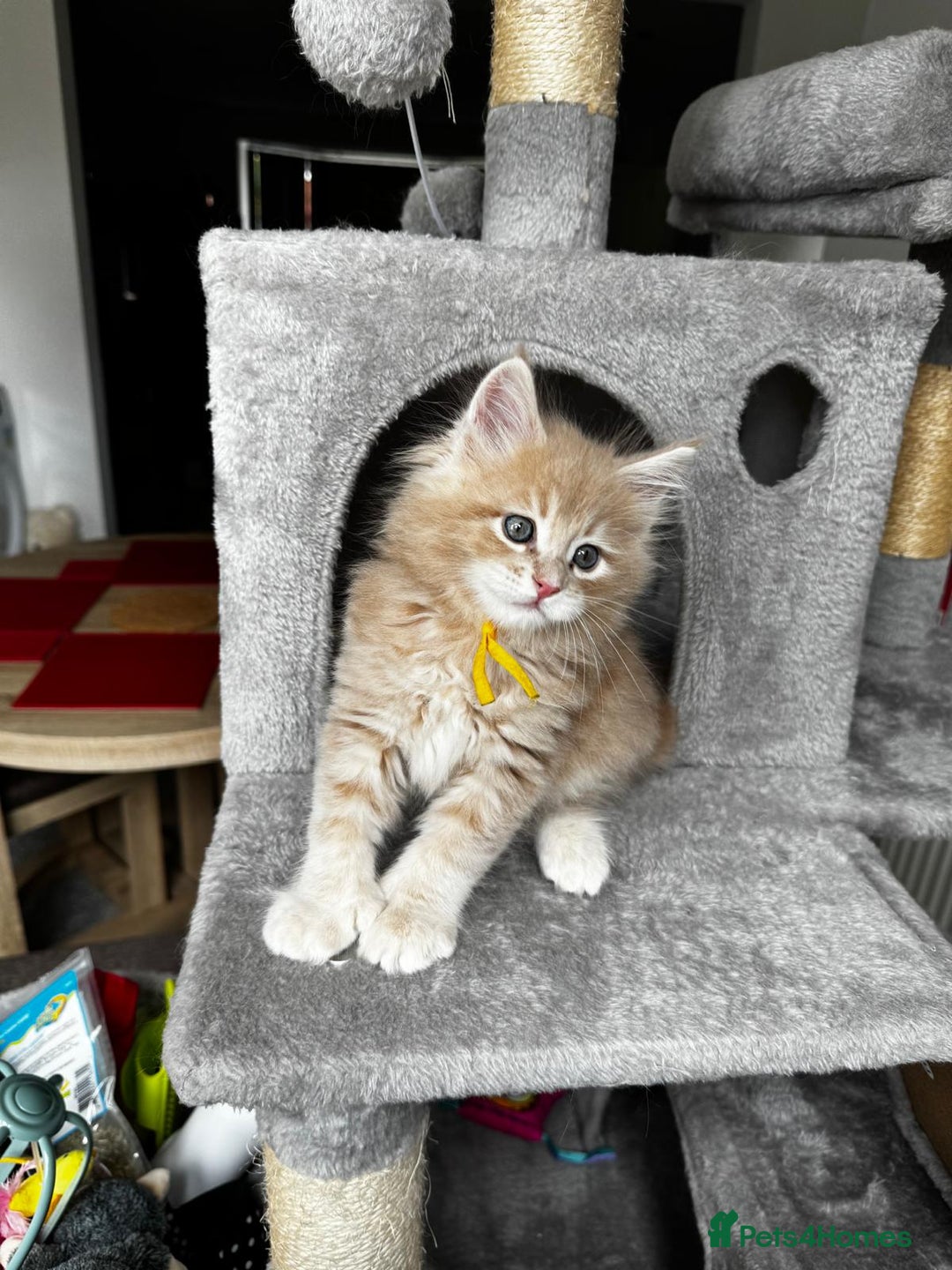 Maine Coon cats for sale: Ginger Polydactyl Main Coon kittens available - Image 8