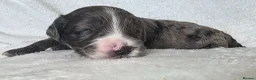 Cockapoo dogs for sale: Beautiful DNA clear Showtype F1 Cockerpoo's  - Advert 33