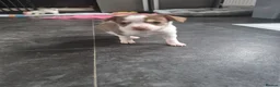 Chihuahua dogs for sale: 2 girl chihuahua left ready 10th August  - Advert 8