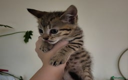 Domestic Shorthair cats for sale: 4 playful kittens ready for new homes  - Image 7