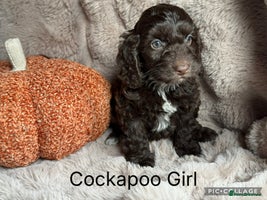 Cockapoo dogs - Advert 7