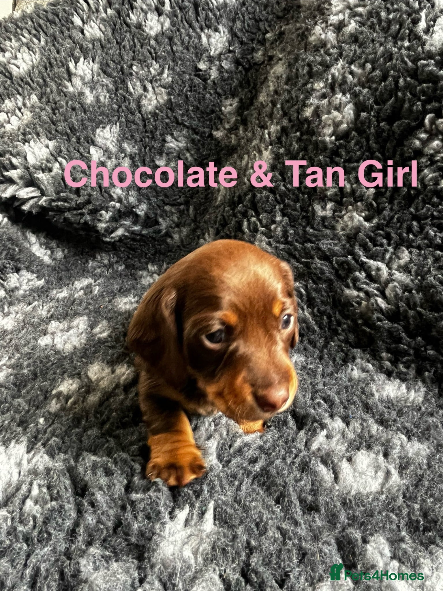 Chocolate and Tan Girl 