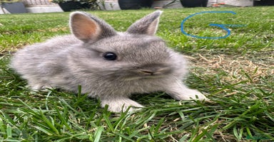 Netherland Dwarf rabbits - Advert 12