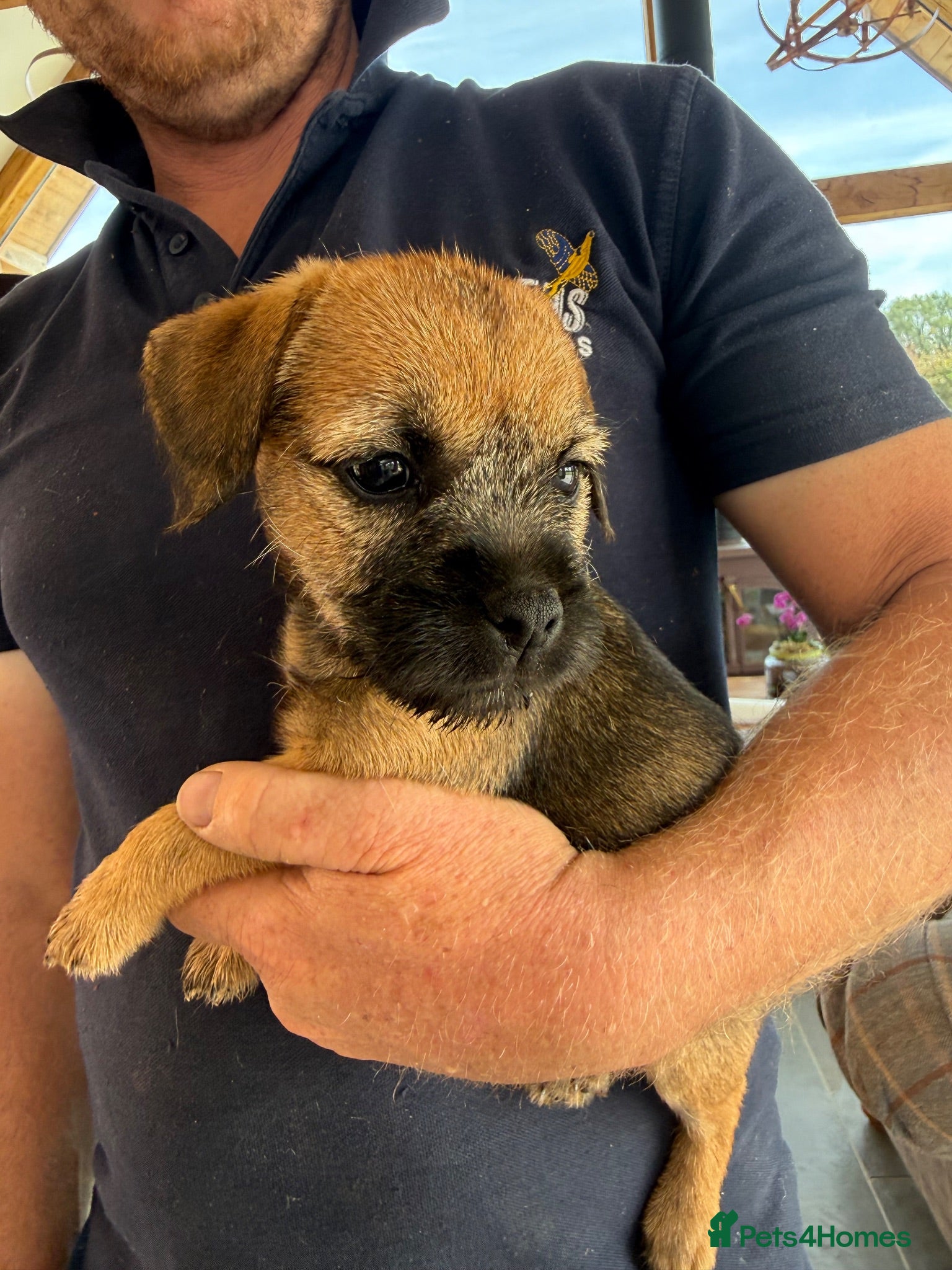 Border Terrier dogs Border terrier puppies  - Advert 8