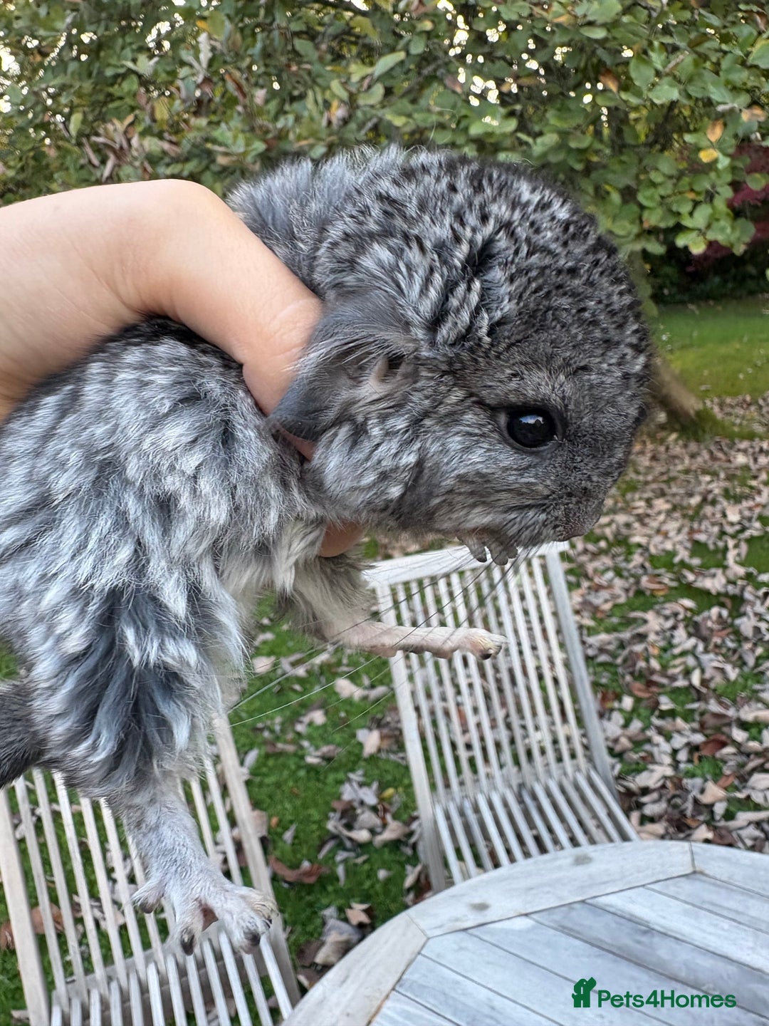 Chinchilla rodents for sale: Adorable tame chinchilla female kit - Image 2