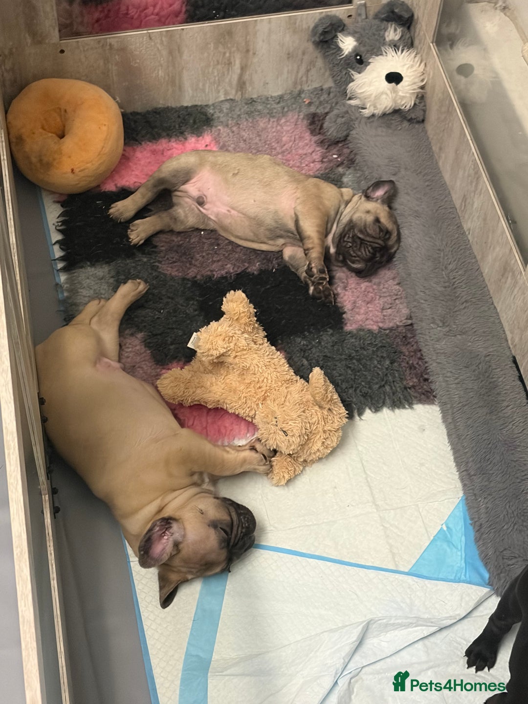 French Bulldog dogs for sale: French Bulldog Puppies PET PRICED  - Advert 32