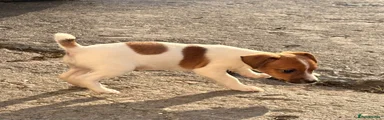 Jack Russell 2