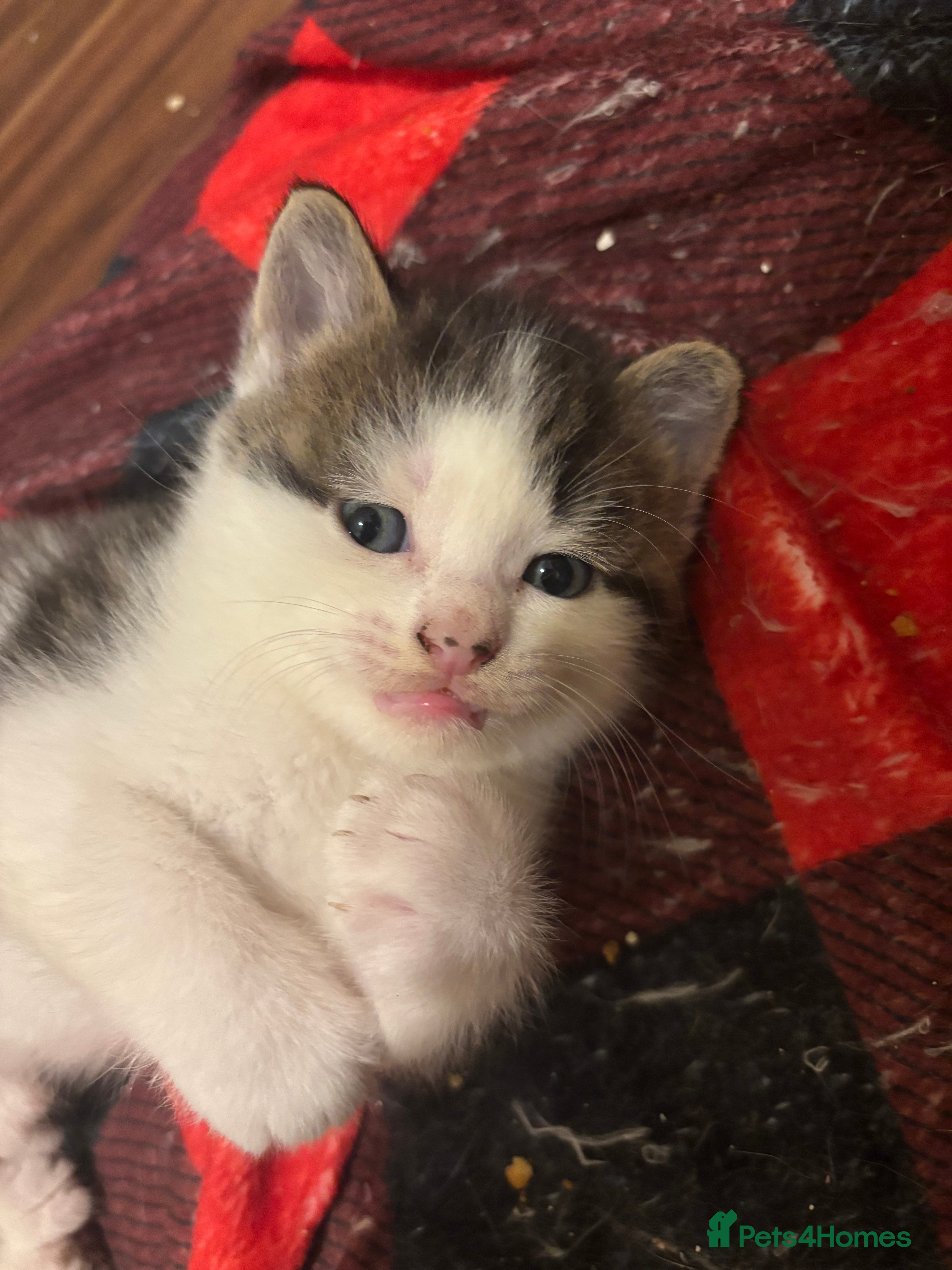 British Shorthair cats for sale: 3 half british shorthair boys - Advert 5