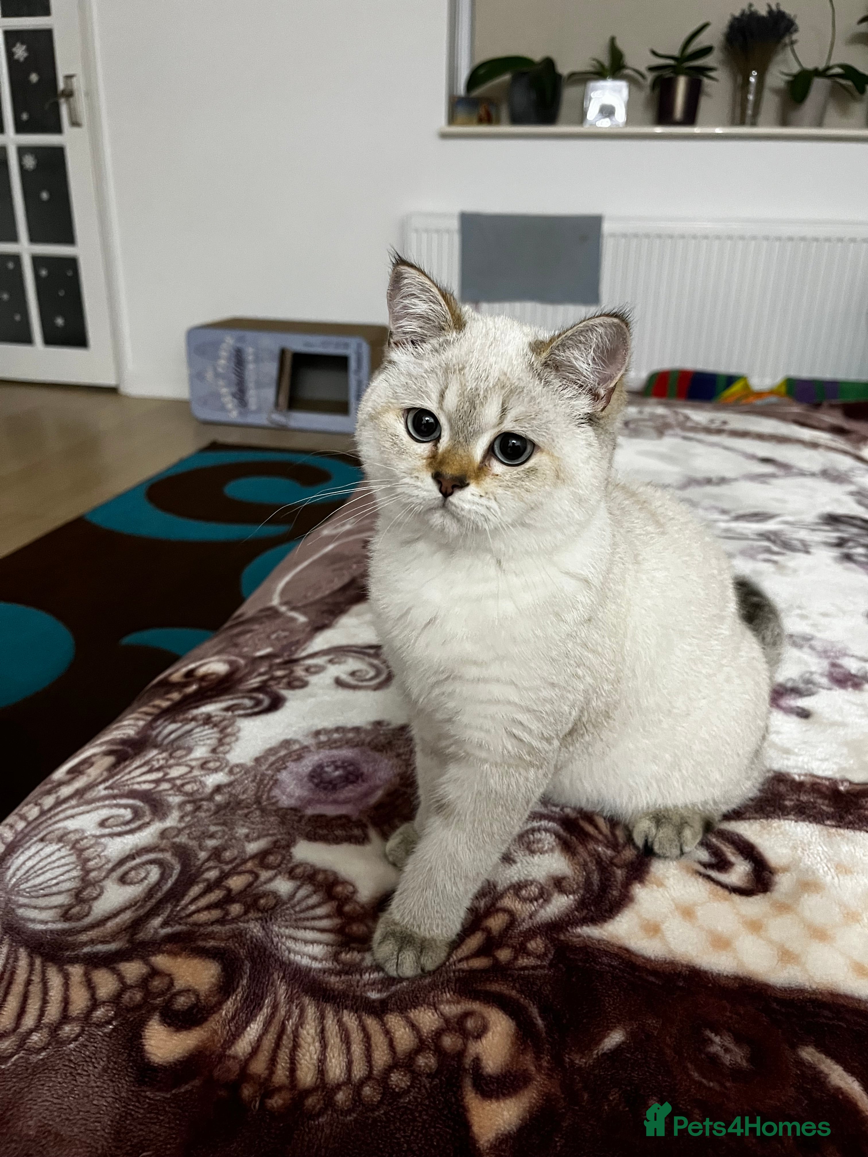 British Shorthair cats British shorthair Enzo and Misty - Advert 5