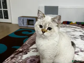 British Shorthair cats British shorthair Enzo and Misty - Advert 2