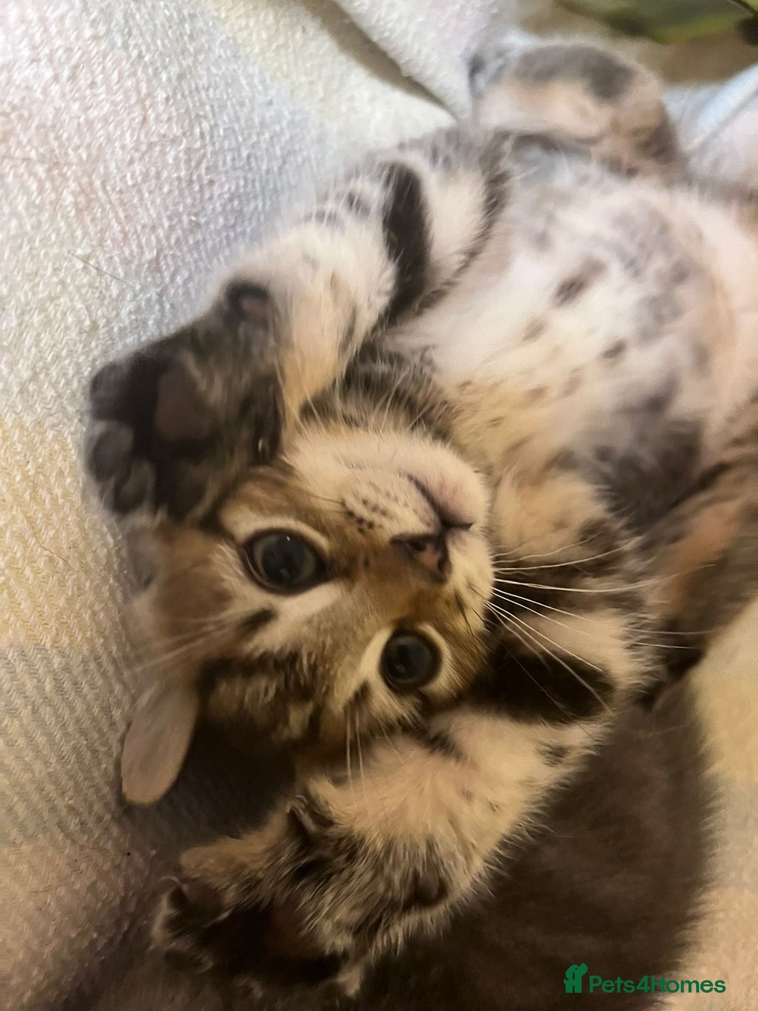 British Shorthair cats for sale: Gorgeous friendly kittens - Image 1
