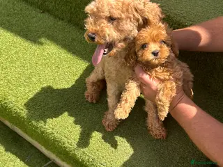 Cavapoochon dogs Cavapoochon - Advert 1