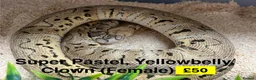 Python Snake reptiles for sale: Ball Pythons for Sale - Advert 4