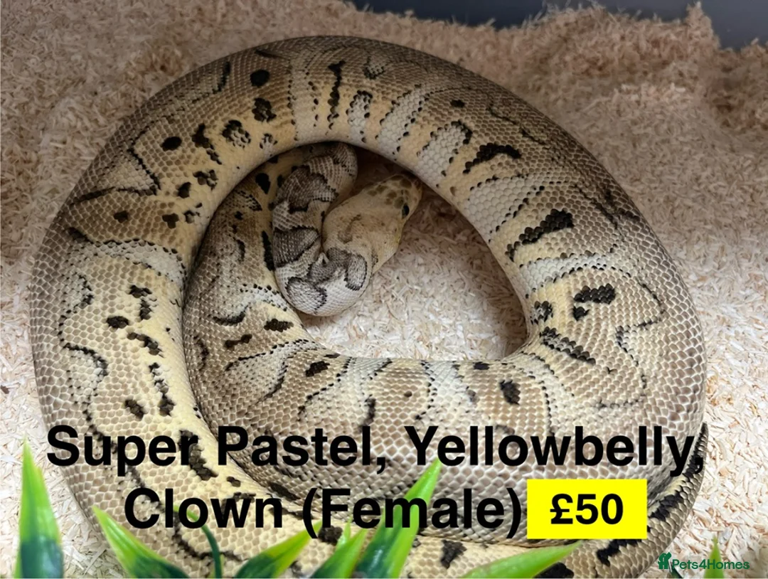 Python Snake reptiles for sale: Ball Pythons for Sale - Advert 4