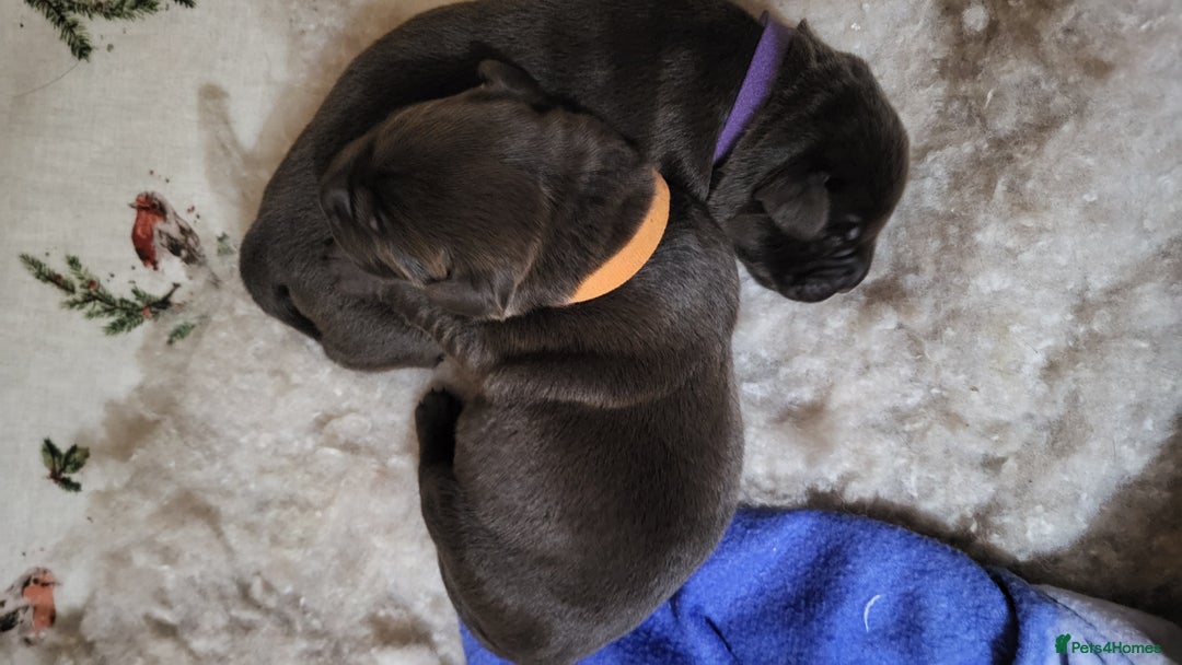 Labrador Retriever dogs for sale: Pedigree Labrador puppies - strong and healthy  - Image 12