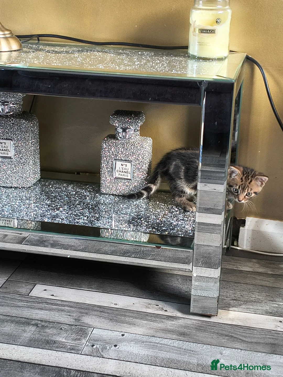 Mixed Breed cats for sale: Gorgeous little boy ready now - Advert 5
