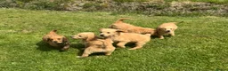 Mini Goldendoodle dogs for sale:   Like owning a miniature fluffy Golden Retriever - Advert 4