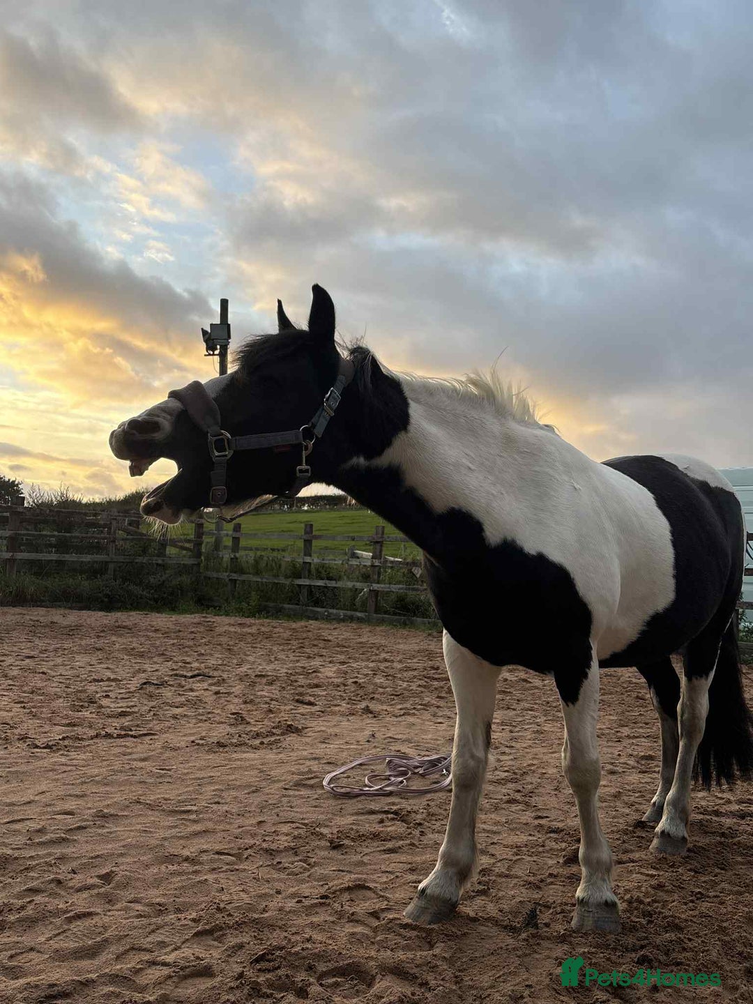 Other Breed horses for sale: Lady athena - Advert 8