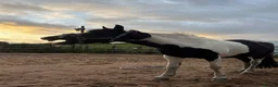 Other Breed horses for sale: Lady athena - Advert 8