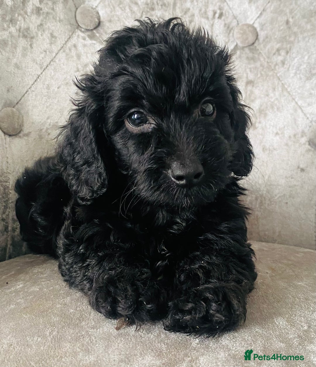 Cockapoo dogs for sale: Beautiful Black Cockapoo Puppies  - Image 1