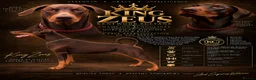 Dobermann dogs for stud: King Zeus -Proven Stud  - Advert 2