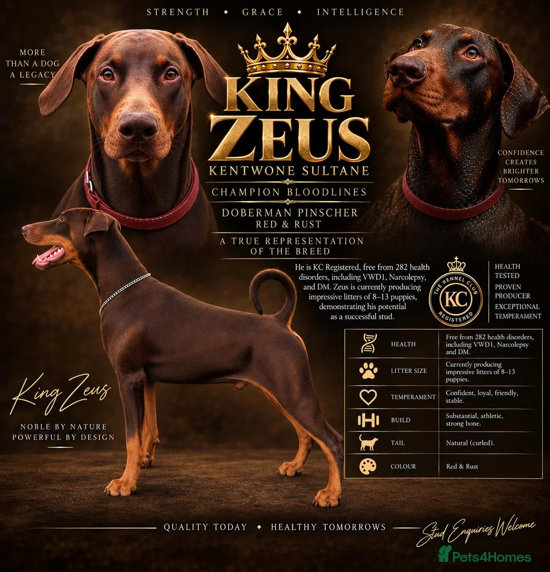Dobermann dogs for stud: King Zeus -Proven Stud  - Advert 2