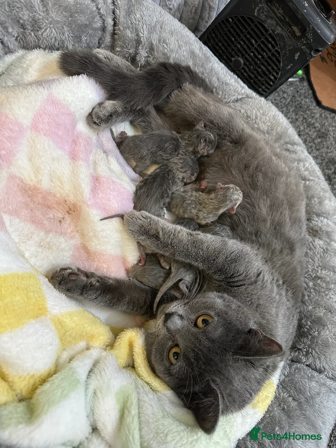 British Shorthair cats for sale: Kitten pure British short hair - Advert 1