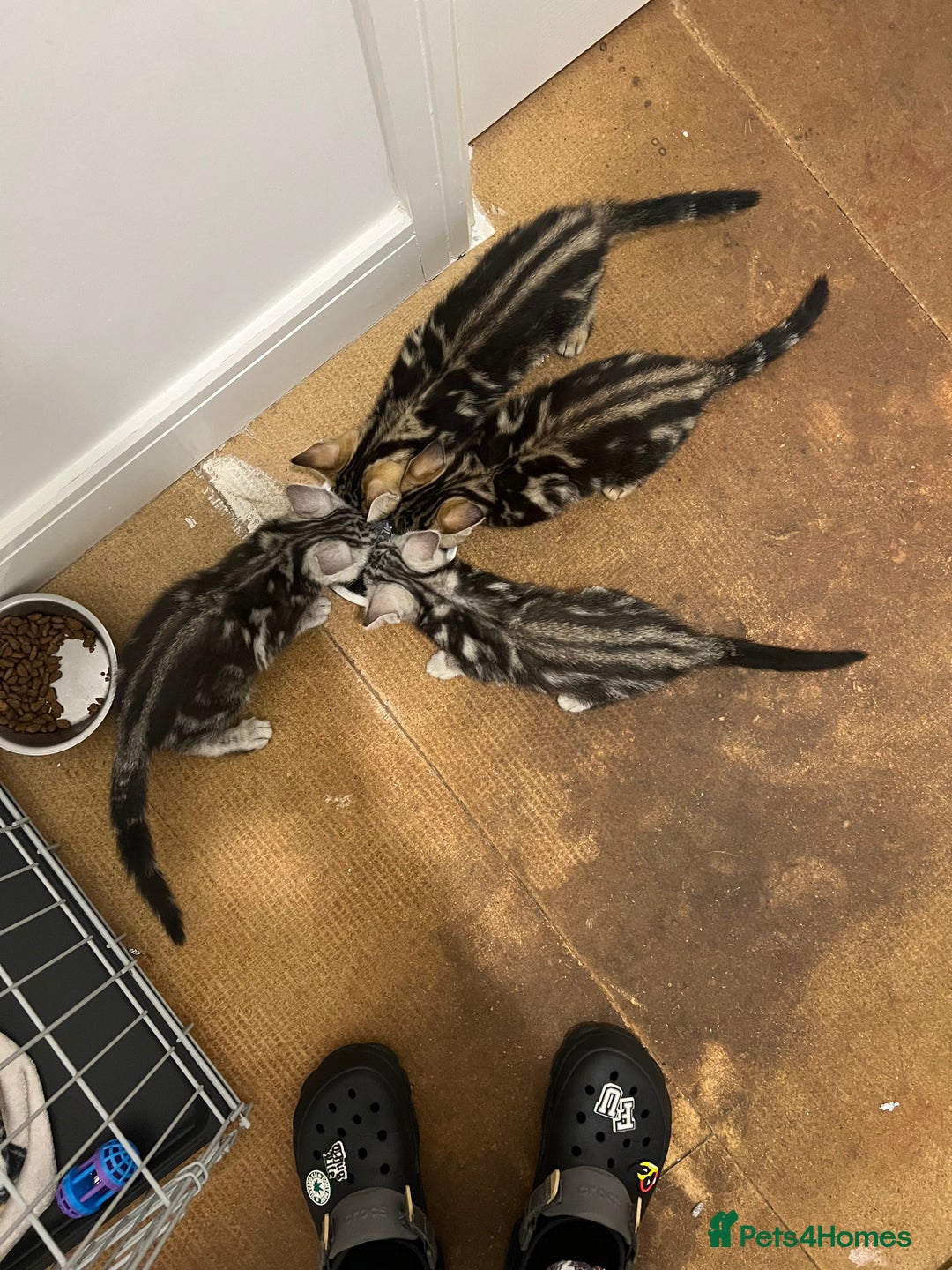 Bengal cats for sale: Half Bengal Kittens  - Image 1