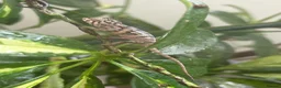 Chameleon reptiles for sale: Panther chameleons  - Advert 3