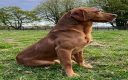 Labrador Retriever dogs for stud: Fox Red Labrador at stud. Kennel club registered. in Sandwich - Image 1