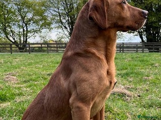 Labrador Retriever dogs in Sandwich - Advert 2